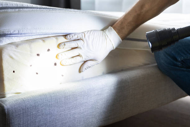 Chandler, AZ Pest Control Company